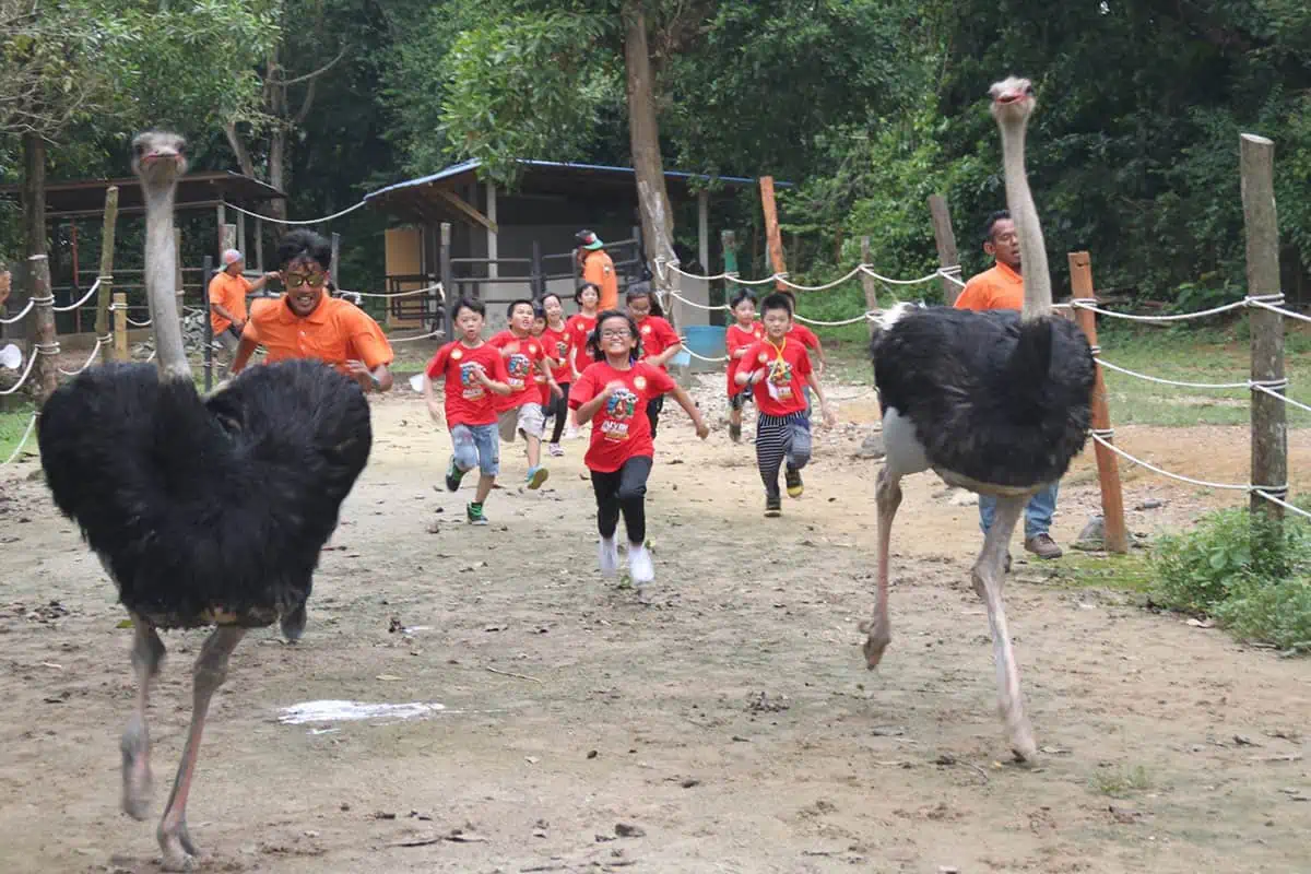 pd ostrich & pets show farm ostrich race
