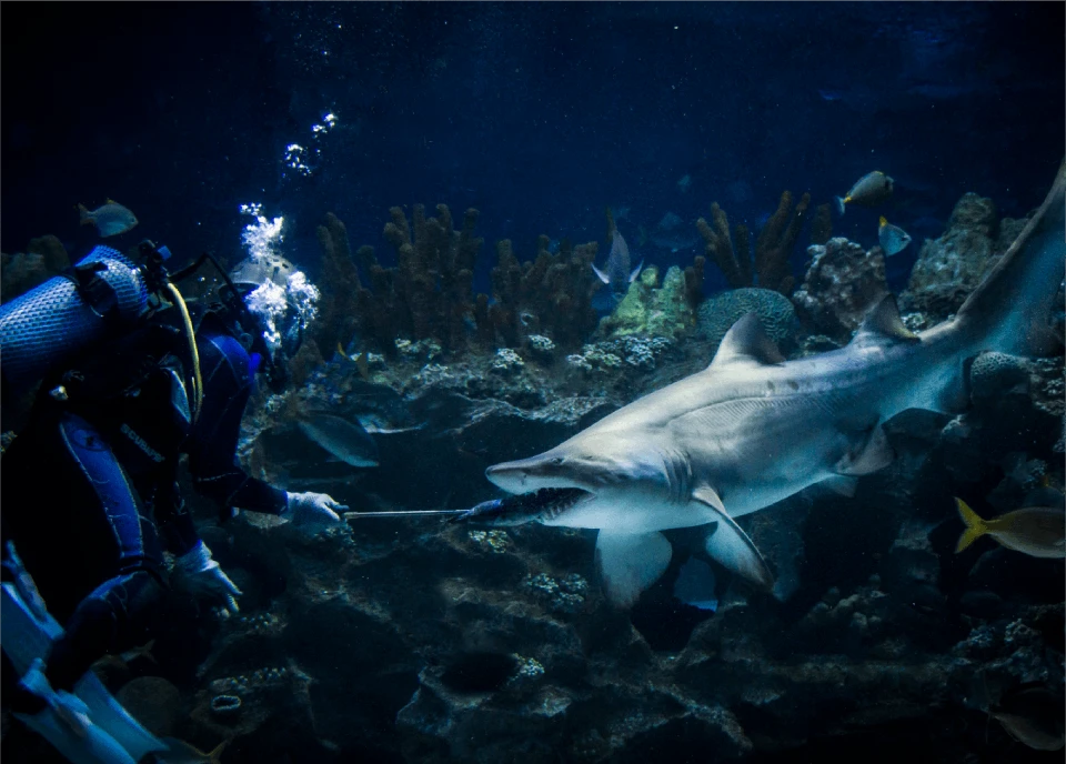 aquaria klcc shark feeding