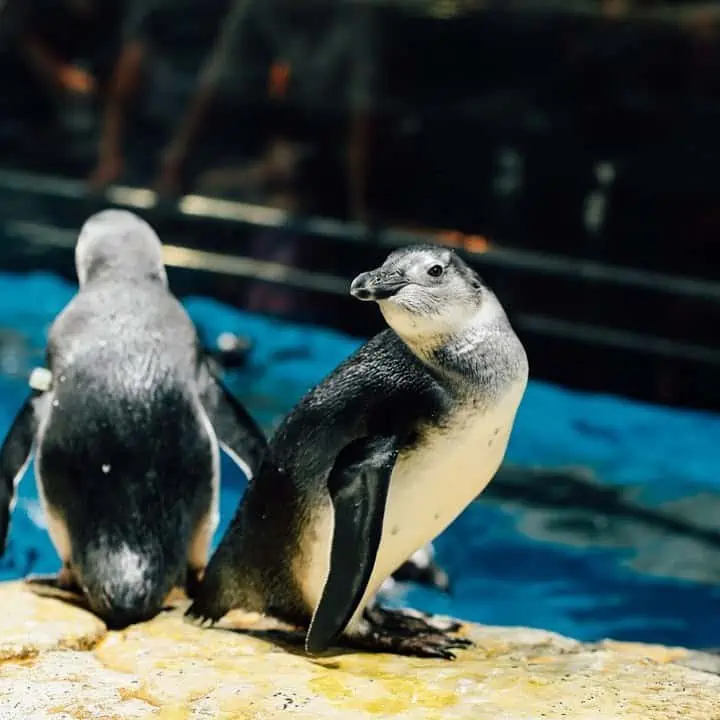 underwater world langkawi penguins