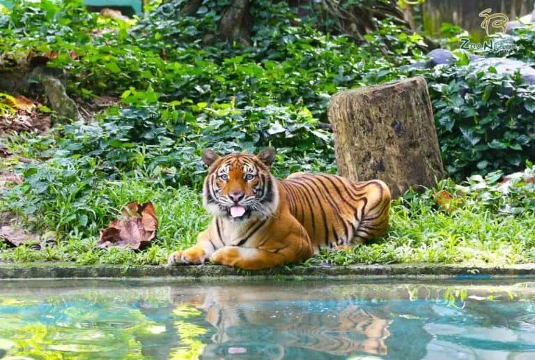 zoo negara harimau malaya